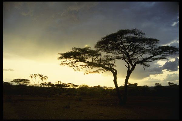 460031 Silhouette At Sunset, Buffalo Springs, Kenya A4 Photo Print