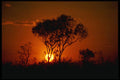 460036 Tree And Sun, Australian Outback A4 Photo Print