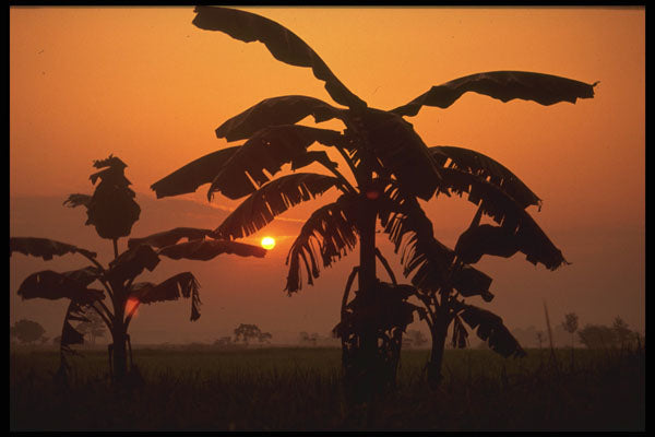 460042 Chitwan Sunset, Nepal A4 Photo Print