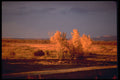 460081 Sunset's Bright Light On Grove Of Trees A4 Photo Print
