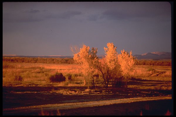 460081 Sunset's Bright Light On Grove Of Trees A4 Photo Print