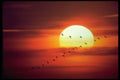 460084 Canada Geese Migrating A4 Photo Print