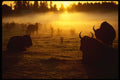 460099 Buffalo, Sunrise And Fog, Washington State A4 Photo Print