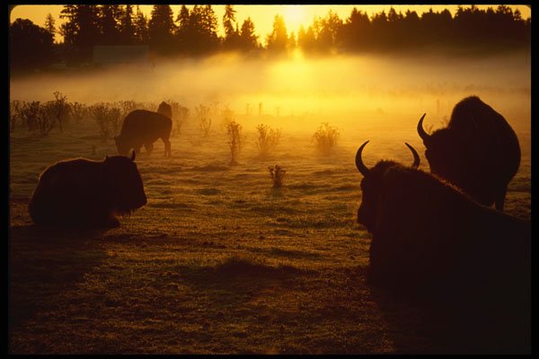 460099 Buffalo, Sunrise And Fog, Washington State A4 Photo Print