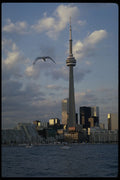 462010 CN Tower With Seagull And Lake A4 Photo Print