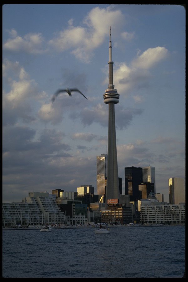 462010 CN Tower With Seagull And Lake A4 Photo Print