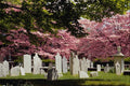 463014 18th Century Colonial Graveyard A4 Photo Print
