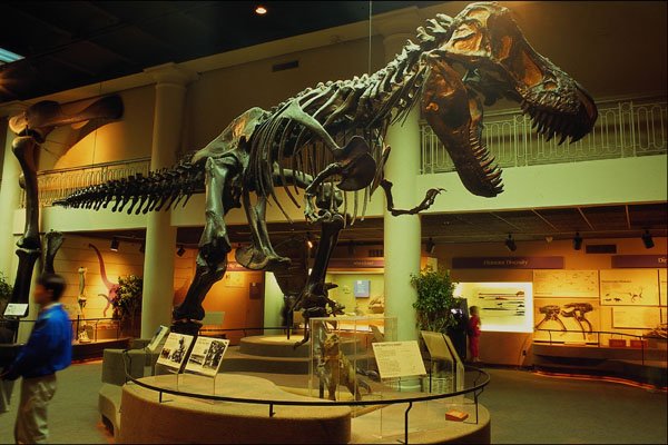 463048 Tyrannosaurus Rex, Academy Of Natural Science A4 Photo Print