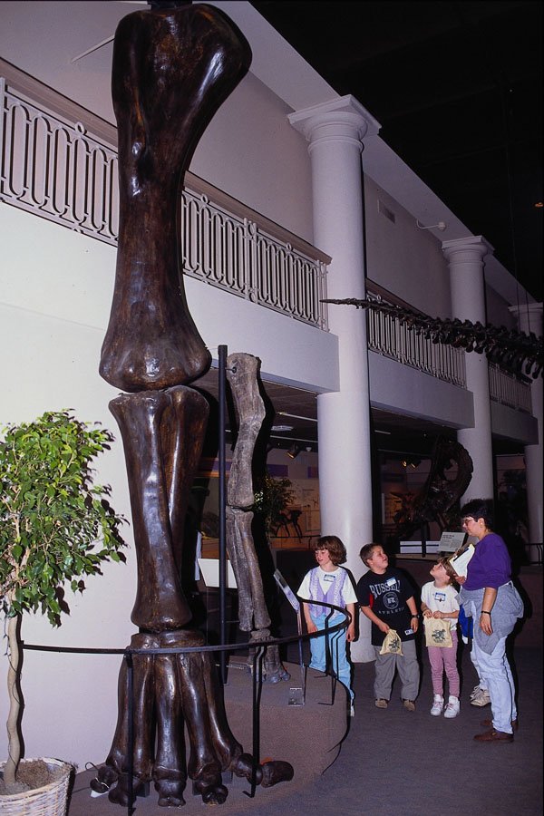463049 Huge Supersaurus And Smaller Diplodocus A4 Photo Print