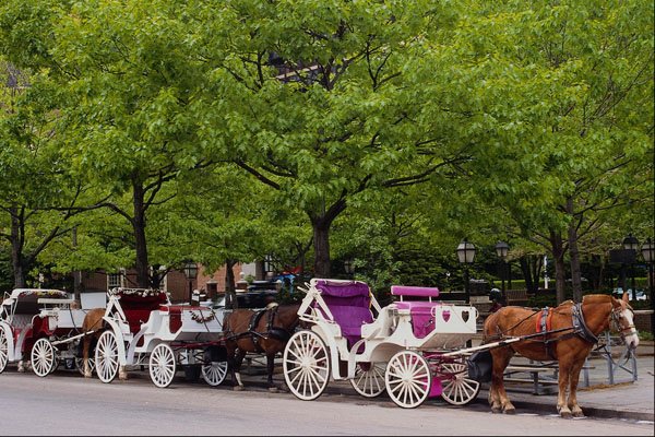 463054 Horse powered Vehicles, Independence Mall A4 Photo Print