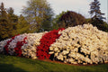 463099 Mass Of Azalea Bushes Beautifies Grounds A4 Photo Print