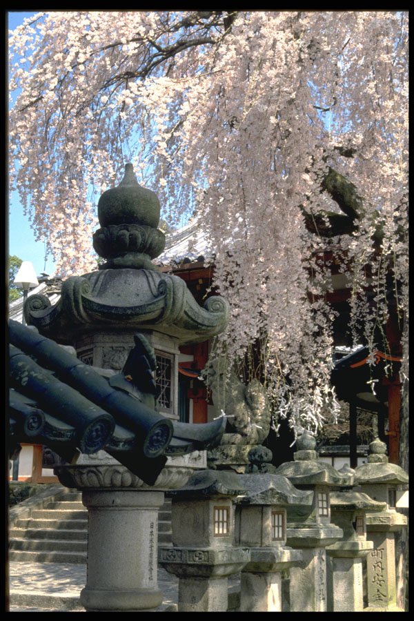 466022 Stone Lanterns, Pink Blossom, Nara, Sakura A4 Photo Print
