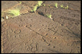 466041 Petroglyphs, Waikoloa Village, Hawaii A4 Photo Print