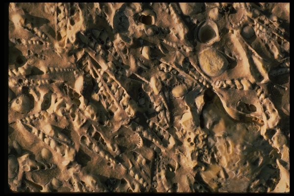 466048 Fossil Matrix, Mali A4 Photo Print