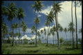 469006 Coconut Grove, Bora Bora, French Polynesia A4 Photo Print