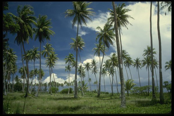 469006 Coconut Grove, Bora Bora, French Polynesia A4 Photo Print