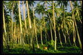469013 Palms Near Castaway, Taeuni, Fiji A4 Photo Print