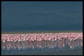 469014 Lesser Flamingos, Nakuru A4 Photo Print