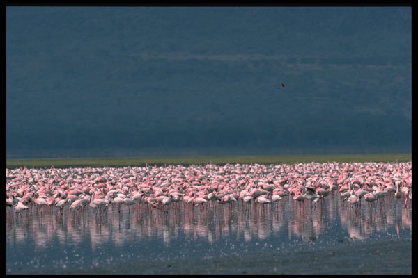 469014 Lesser Flamingos, Nakuru A4 Photo Print