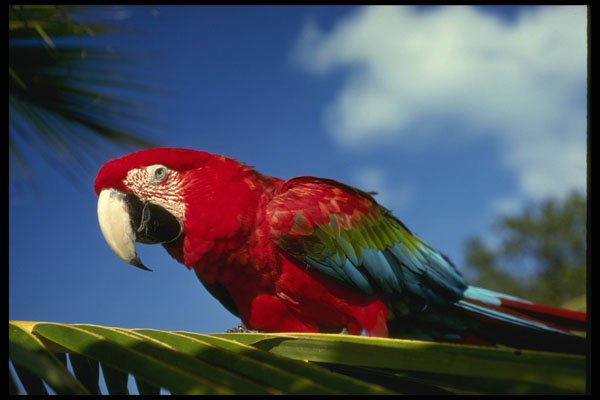469017 Scarlet Macaw In Tropical Rainforest, Costa Rica A4 Photo Print