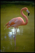 469025 Flamingo A4 Photo Print