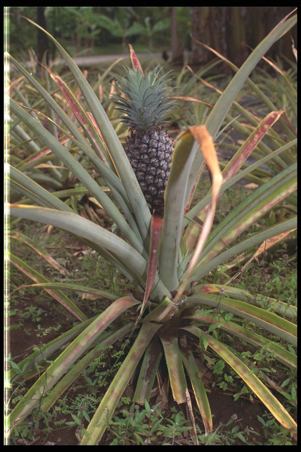 469041 Pineapple Plant And Fruit, Kauai, Hawaii A4 Photo Print