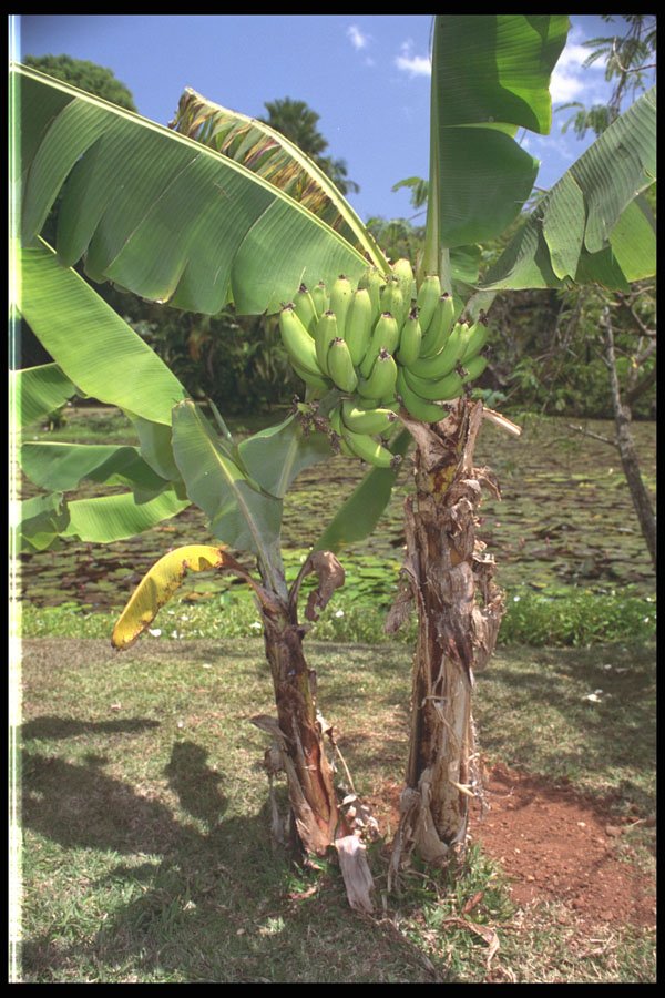 469043 Banana Plant And Fruit, Kauai, Hawaii A4 Photo Print