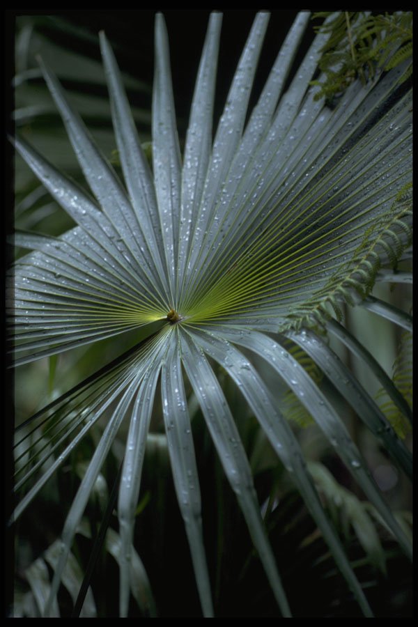469046 Palm, Australia A4 Photo Print