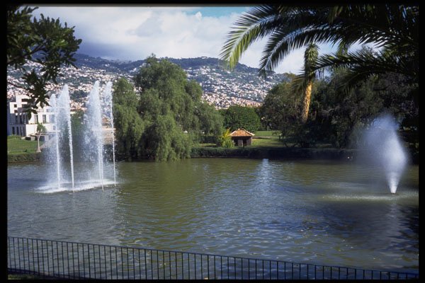 469048 Catarina Park, Funchal, Madeira A4 Photo Print