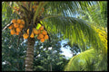 469056 Coconut Clusters, Cancun, Mexico A4 Photo Print