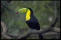 469061 Toucan, Belize A4 Photo Print