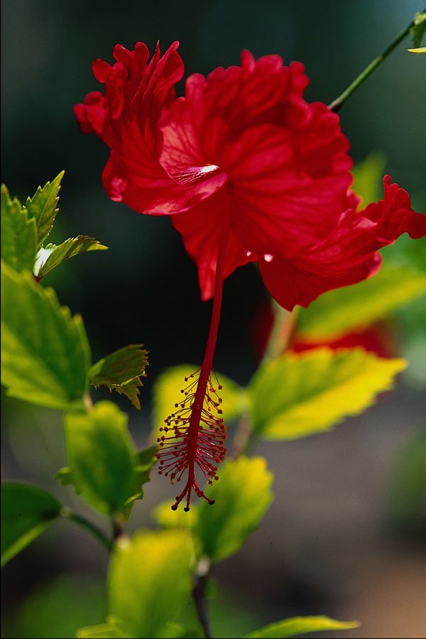 469086 Hibiscus, Mexico A4 Photo Print