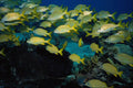 469087 Schooling Fish, Cozumel, Mexico A4 Photo Print