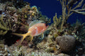 469088 Squirrel Fish, Mexico A4 Photo Print