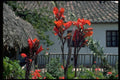 469097 Flowers In Curacao A4 Photo Print