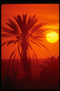 469099 Palm Tree And Sunset, Tenerife A4 Photo Print