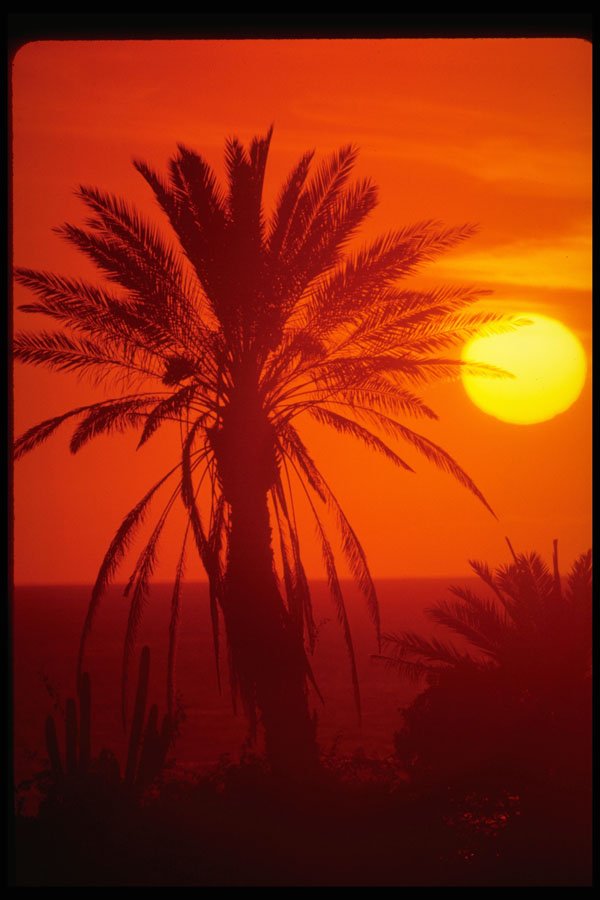 469099 Palm Tree And Sunset, Tenerife A4 Photo Print
