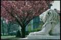 470004 Spring Blossoms At Stone Lions At Lausanne, Switzerland A4 Photo Print