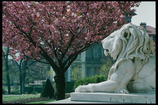 470004 Spring Blossoms At Stone Lions At Lausanne, Switzerland A4 Photo Print