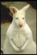 471000 Albino Bennet's Wallaby A4 Photo Print