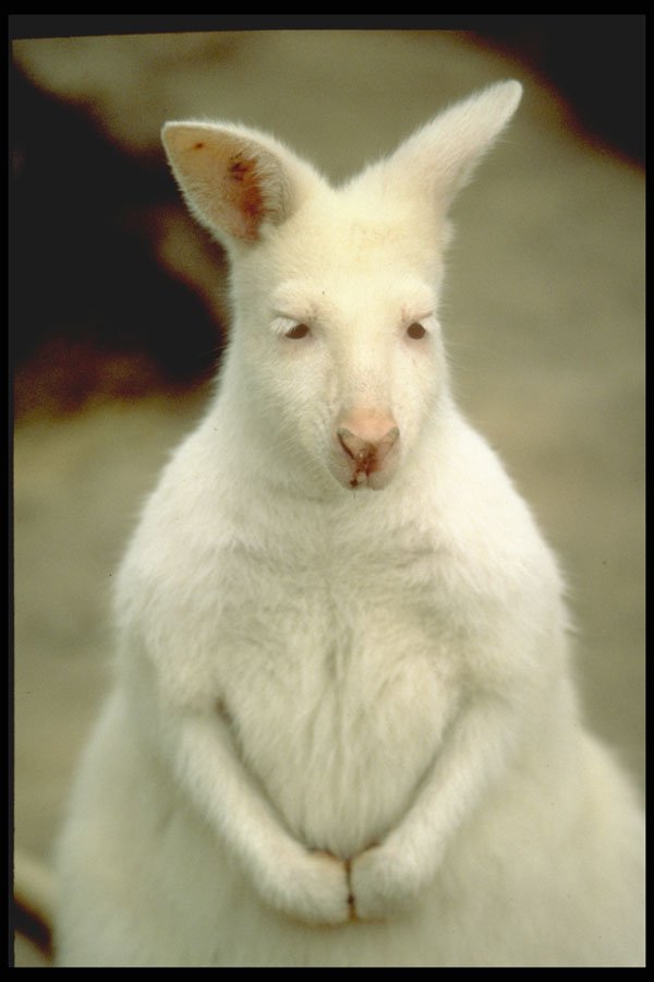 471000 Albino Bennet's Wallaby A4 Photo Print