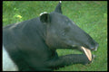 471001 Tapir A4 Photo Print