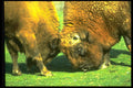 471002 Sparring Buffalo A4 Photo Print