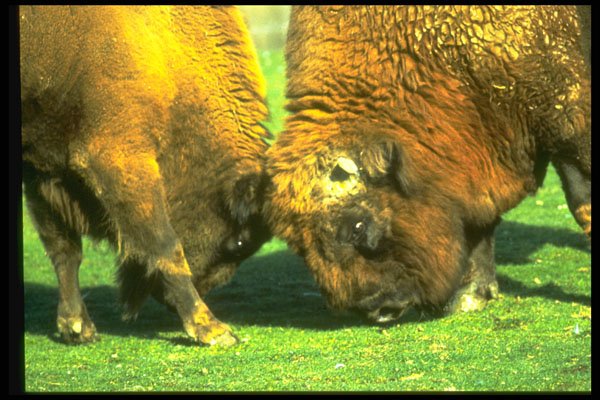 471002 Sparring Buffalo A4 Photo Print