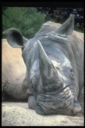 471003 White Rhino A4 Photo Print