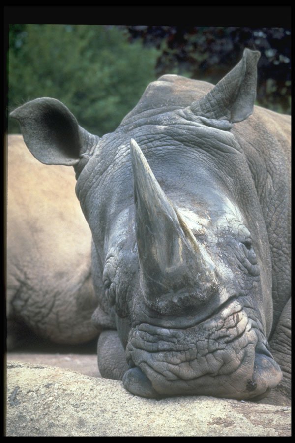 471003 White Rhino A4 Photo Print