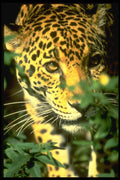 471004 Jaguar A4 Photo Print