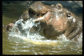 471005 Playful Hippos A4 Photo Print