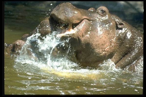 471005 Playful Hippos A4 Photo Print