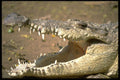 471006 Crocodile A4 Photo Print